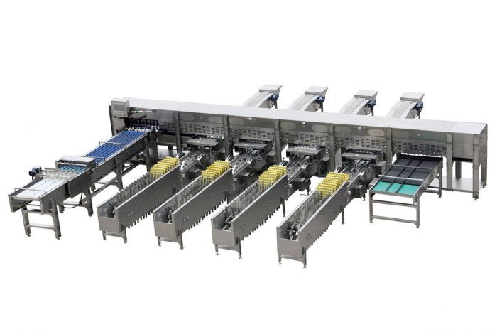 Maquina Seleccionadora y Clasificador de Huevos Automática