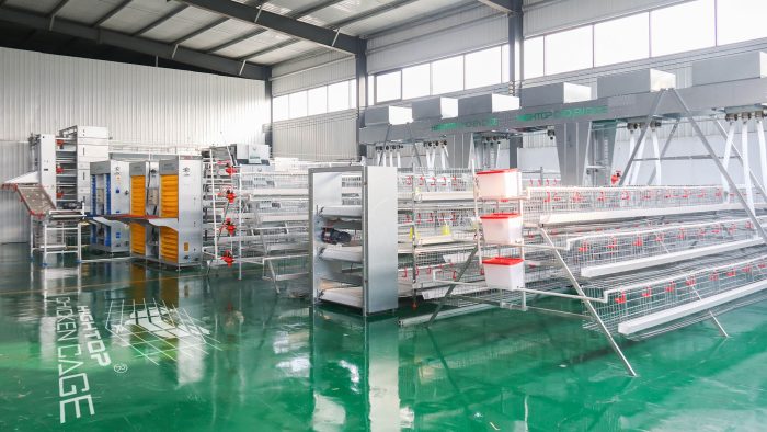 Equipo de granja de pollos Equipo de granja de pollos