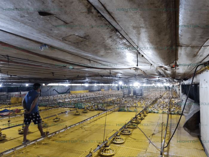 Breast chicken free release chicken house