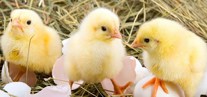 Cómo elegir entre gallinas ponedoras y pollos de engorde (Banner)