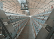 Finalización de la construcción de gallinero con capacidad para 18 000 gallinas ponedoras