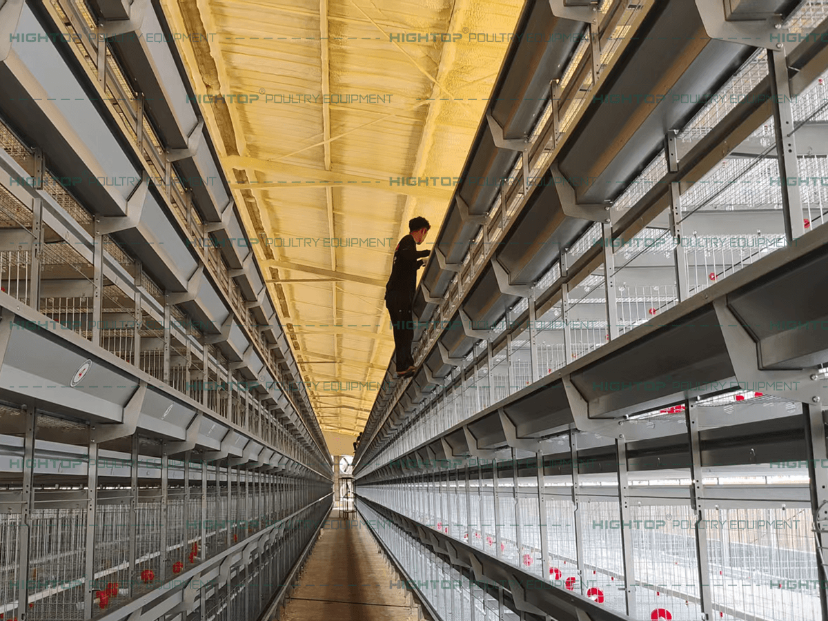 Instalación de las jaulas de cría para pollitos ponedores