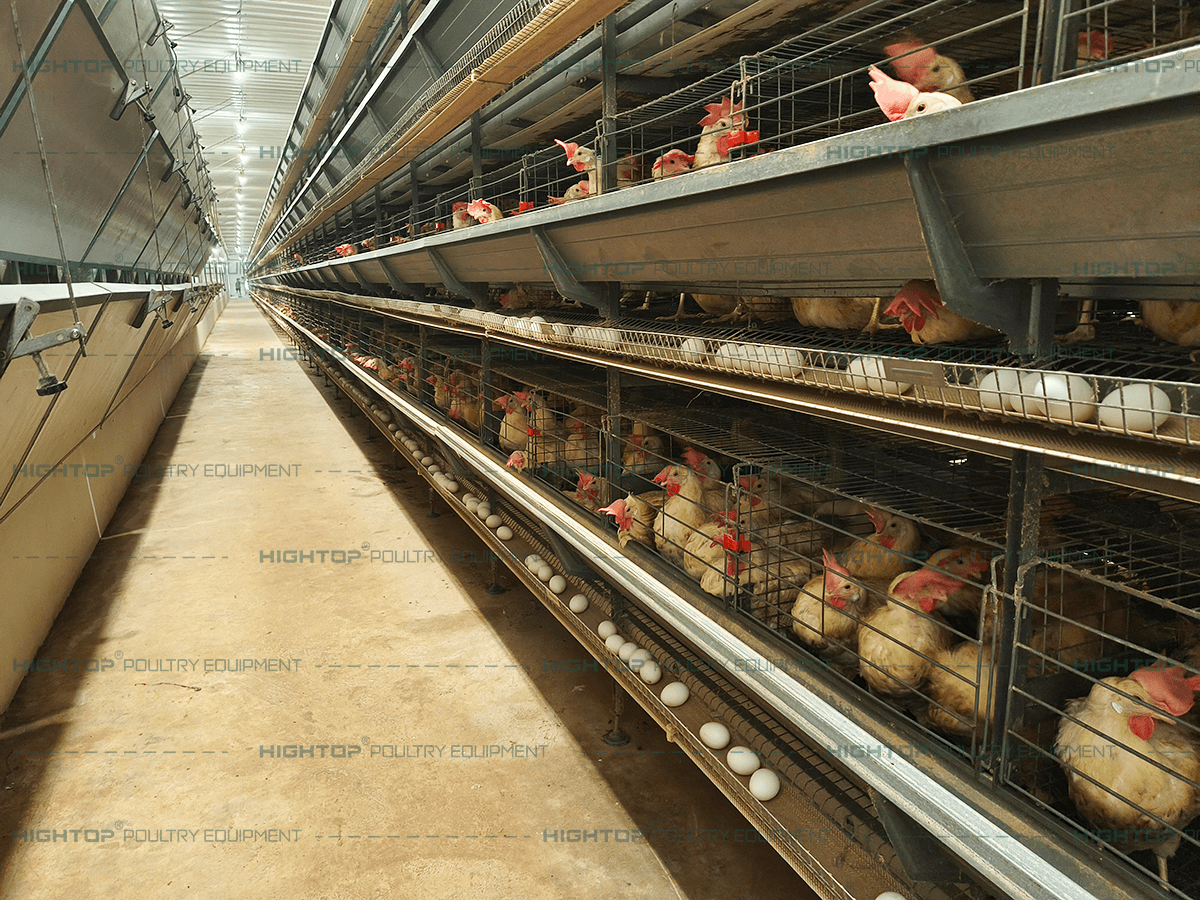 Interior de la jaula tipo H para gallinas ponedoras