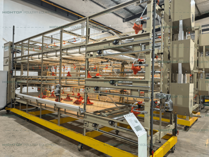 Jaula de recolección automática de pollos de engorde (1)