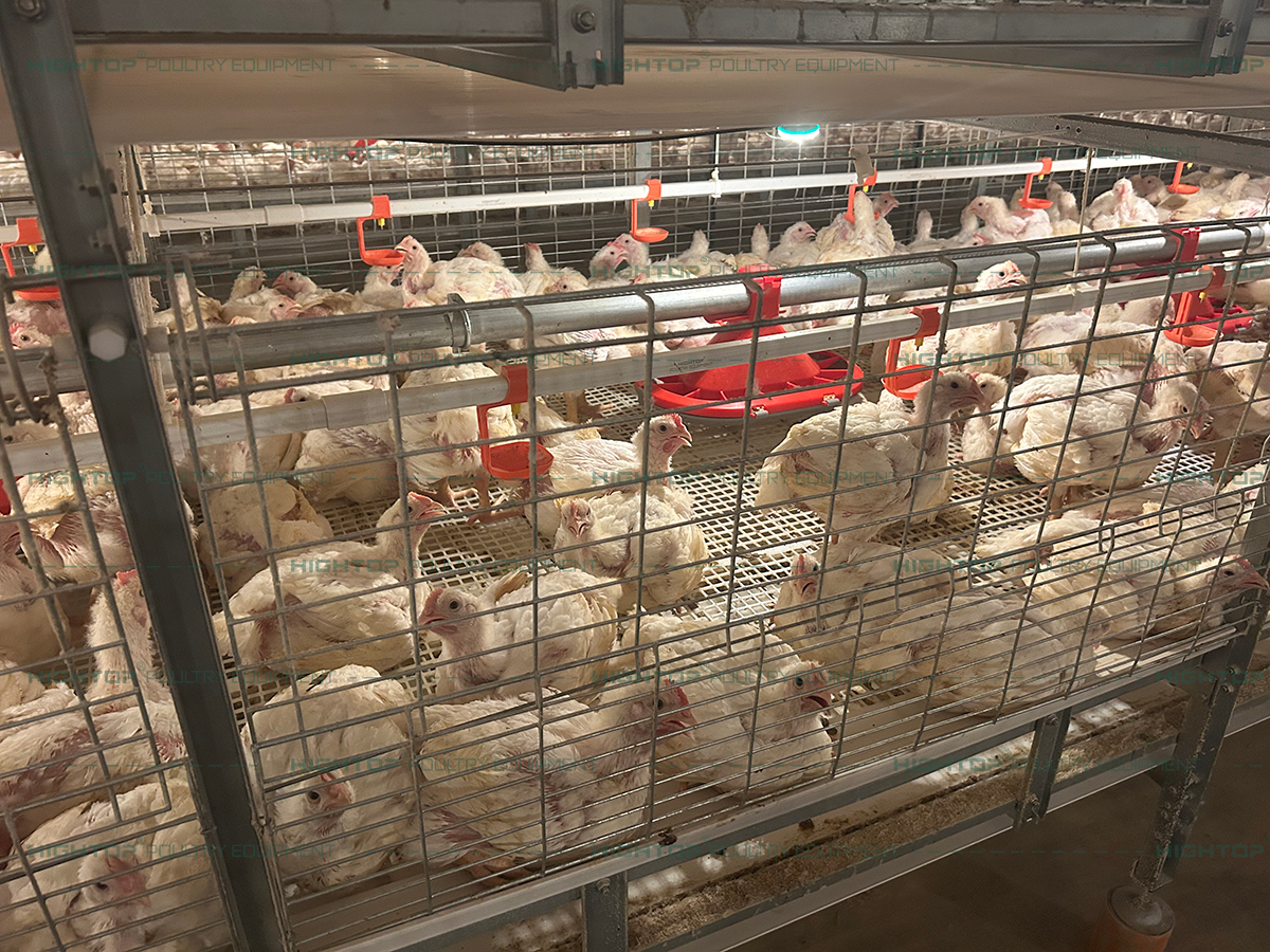 Jaulas automáticas de cosecha de pollos de engorde tipo cadena