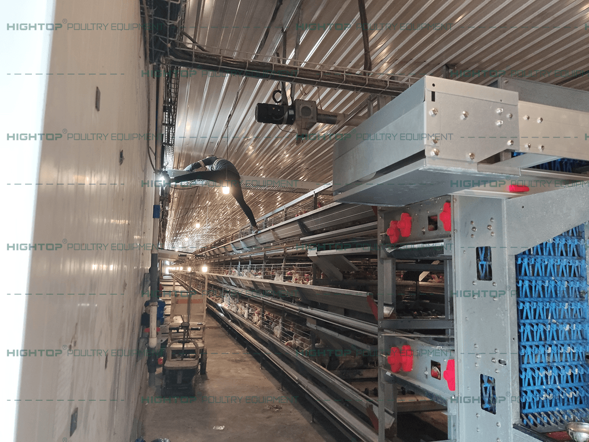 Prueba e instalación de la línea central de recolección de huevos