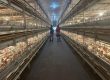 Pull-out slatted broiler cage chicken house harvest