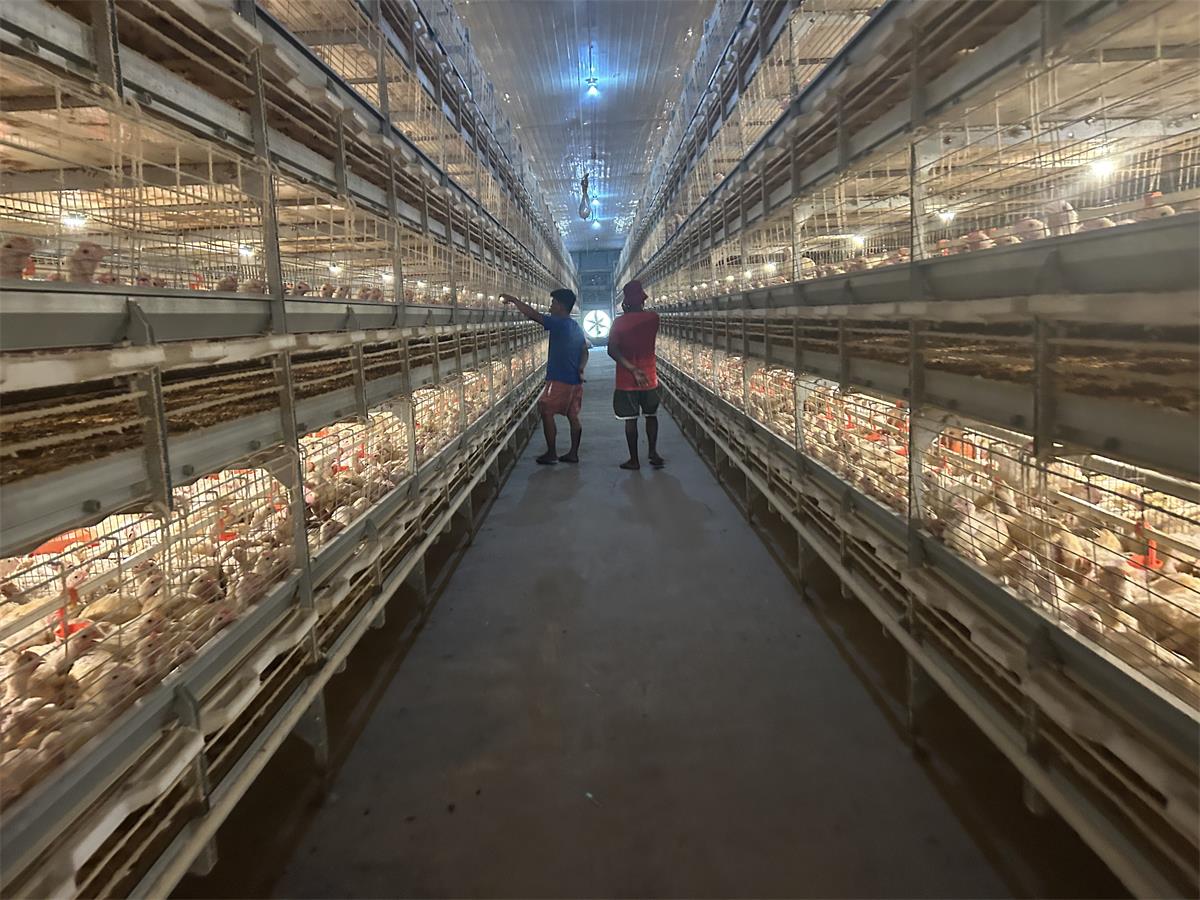 Pull-out slatted broiler cage chicken house harvest Pull-out slatted broiler cage chicken house harvest